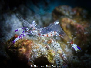 bellyeggs by Marc Van Den Broeck 